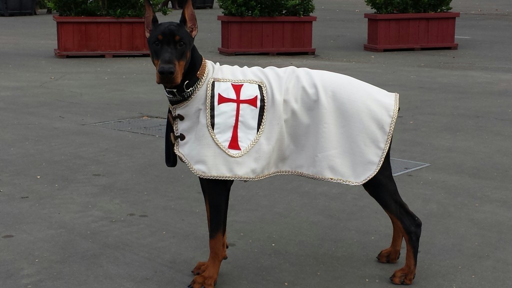 Templar looking handsome in his cool coat getting ready to compete