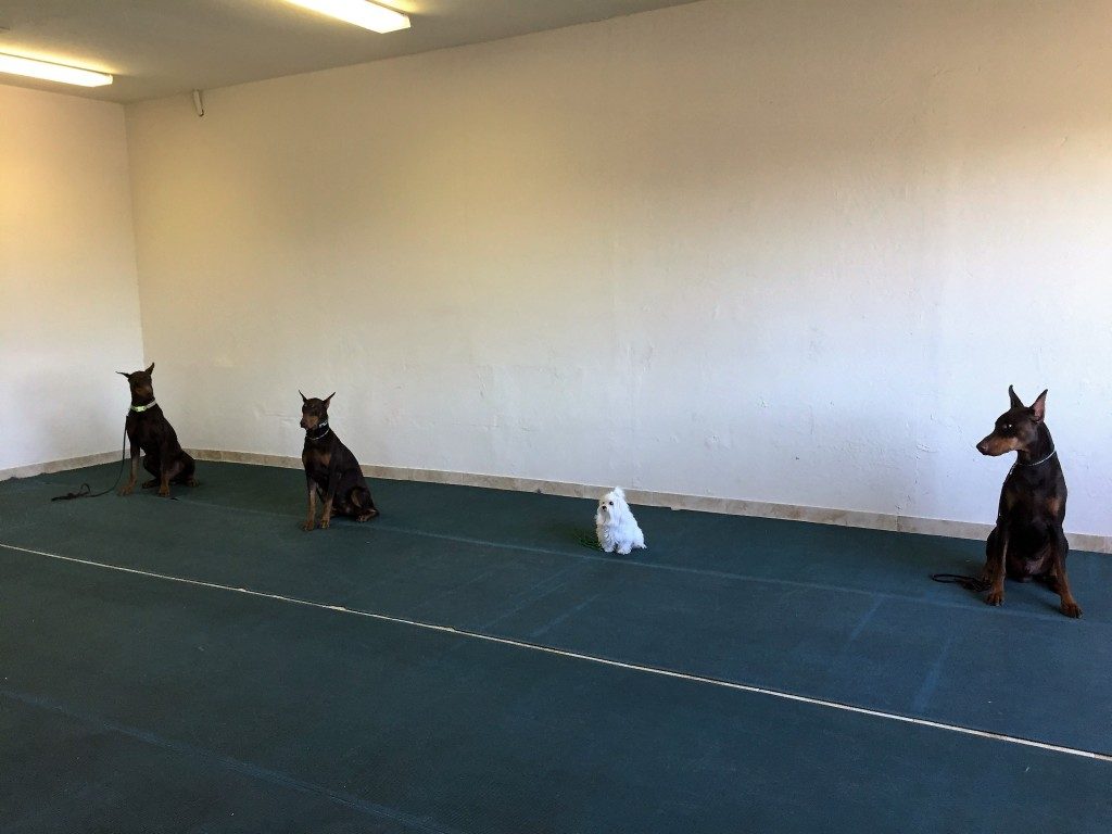 Pistol, Izzy, Frangie & Ernie practice long sits in obedience class.