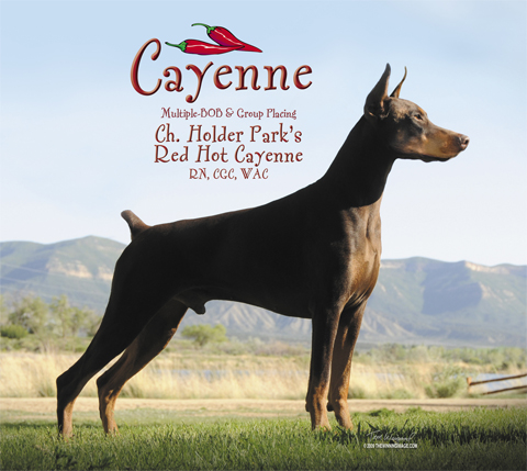 Judith Walter’s boy, Ch. Holder Park’s Red Hot Cayenne CD, RN, CGC, ROM “Cayenne” earned his CD and became a ROM in November 2011