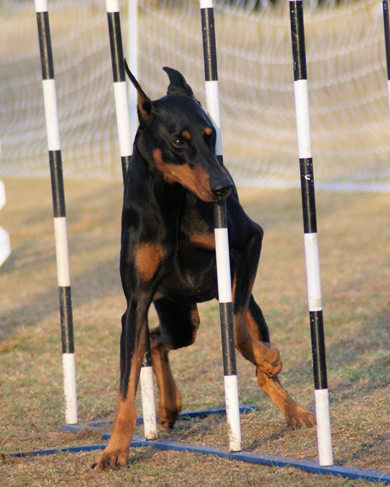 "Vader" is now Emerald's Black Obsidian MJP MXP OFP RE CA TDI CGC WAC. He is continuing to work on his agility titles and his RAE. 