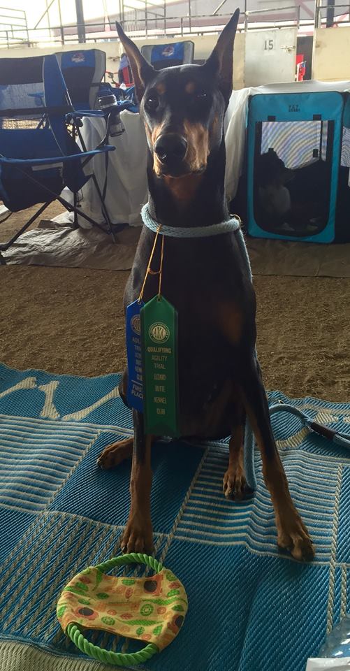 Earning her very first Q in Idaho in Novice Fast, Zannah proudly shows off her ribbions! She off to a great start. . . She has a bright future. Zannah runs with Jenn Cannerelli 